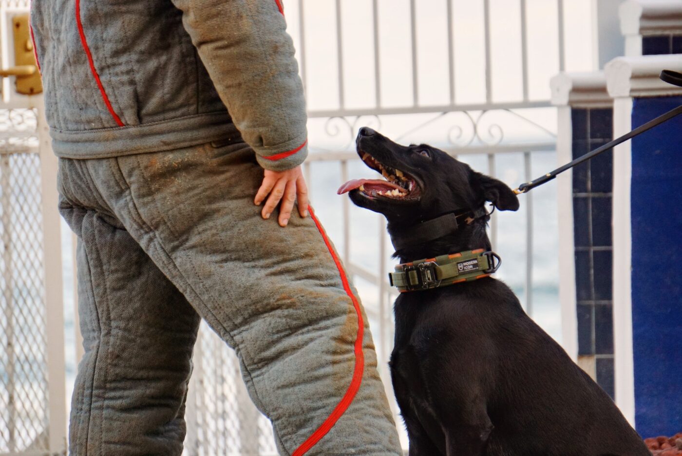 Protection dog gripping a bite sleeve during controlled decoy work