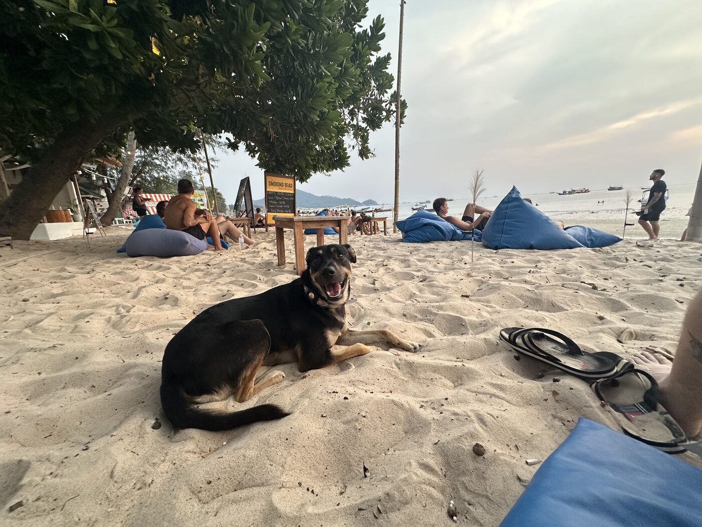 Black and tan dog holding a down-stay in beach sand around distractions