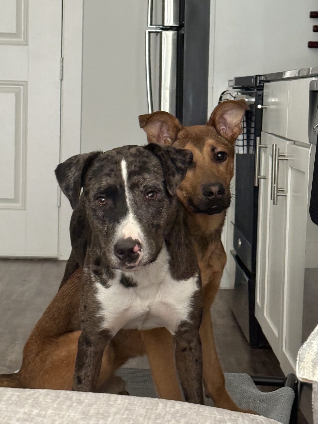 Two dogs waiting politely together in a home kitchen