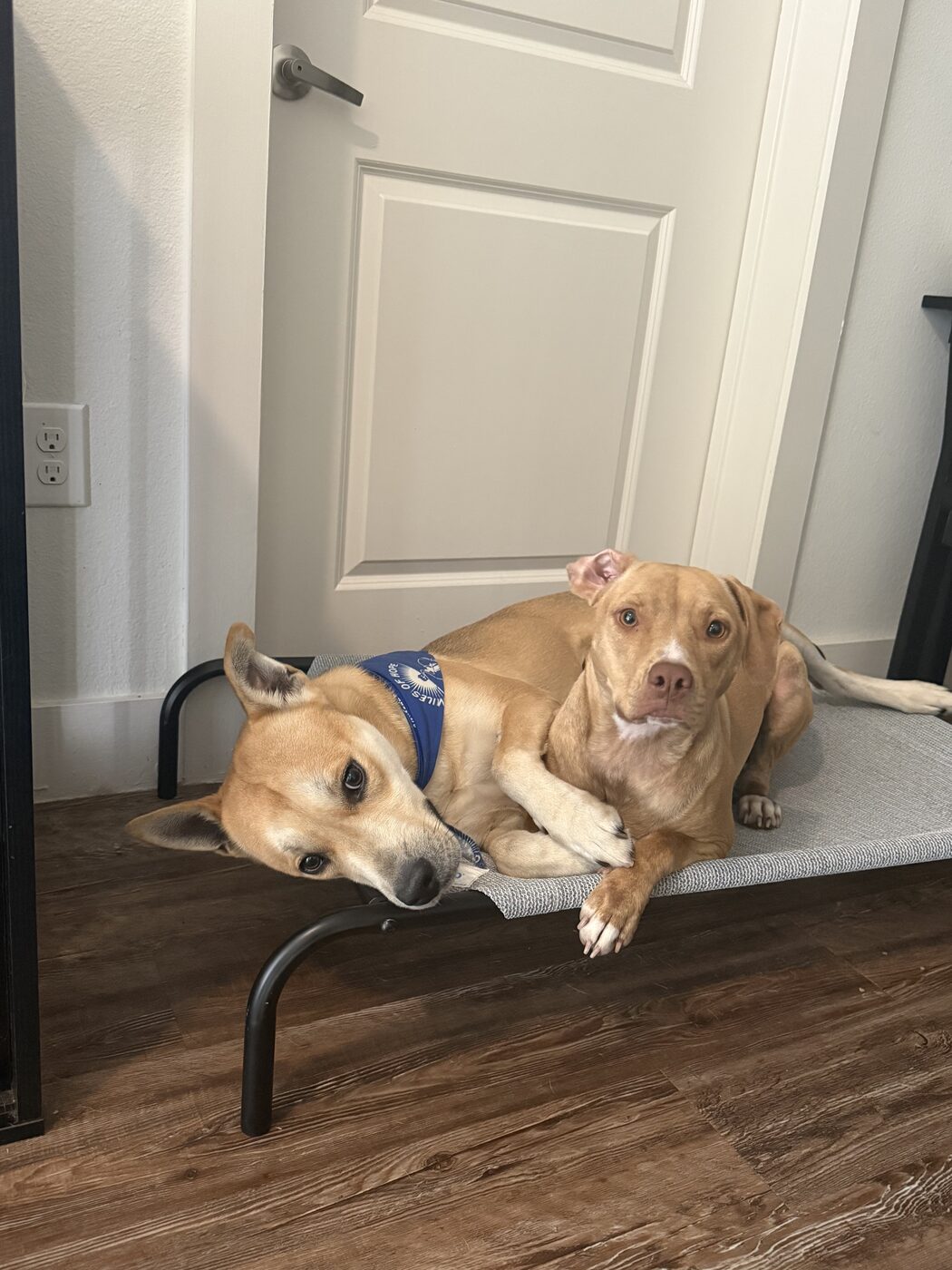 Two small dogs settled indoors, one wearing a blue service dog vest