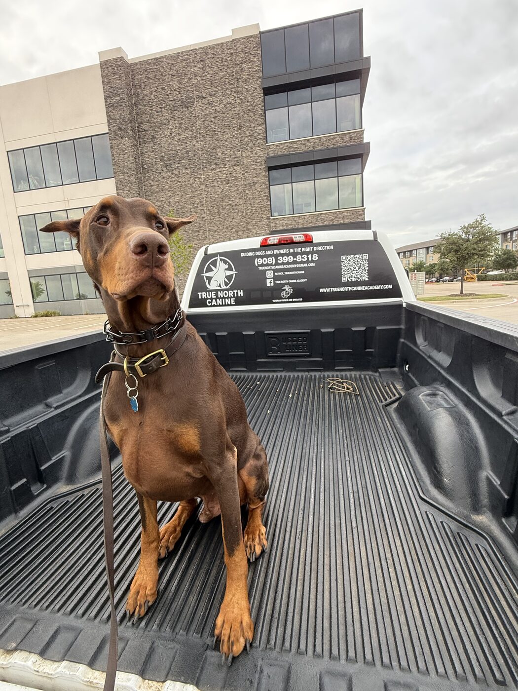 Doberman standing in a truck bed marked with the True North Canine logo