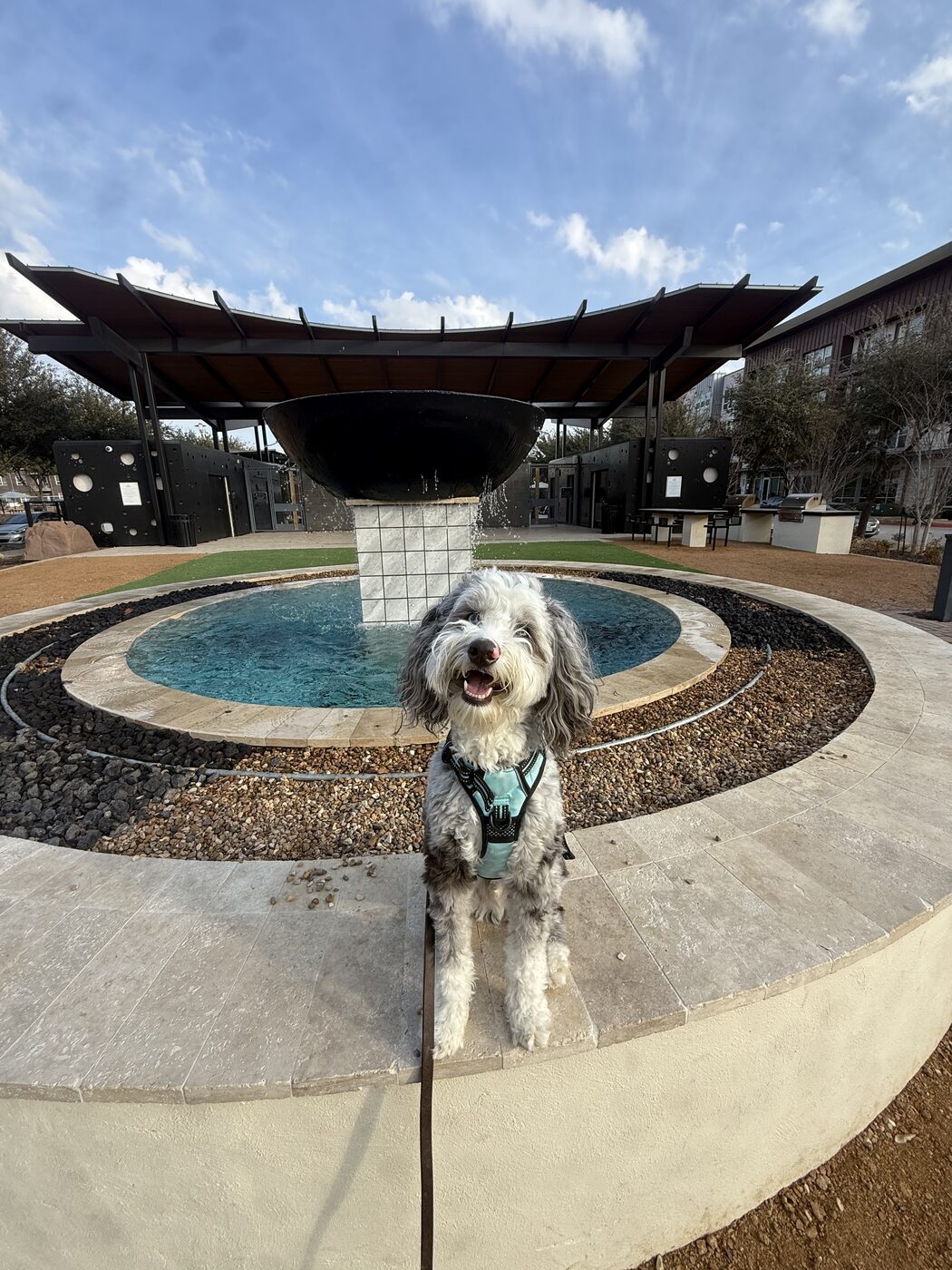 Doodle mix holding a sit-stay beside a public fountain during distraction training