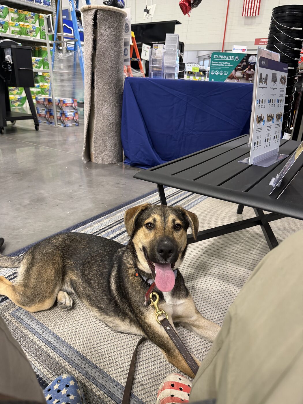 Shepherd mix puppy relaxing at a True North Canine community event booth