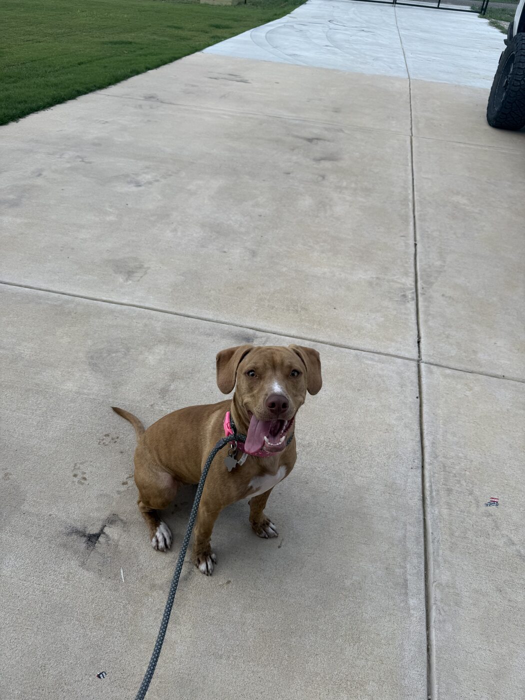 Young puppy sitting attentively on leash during a basic obedience lesson
