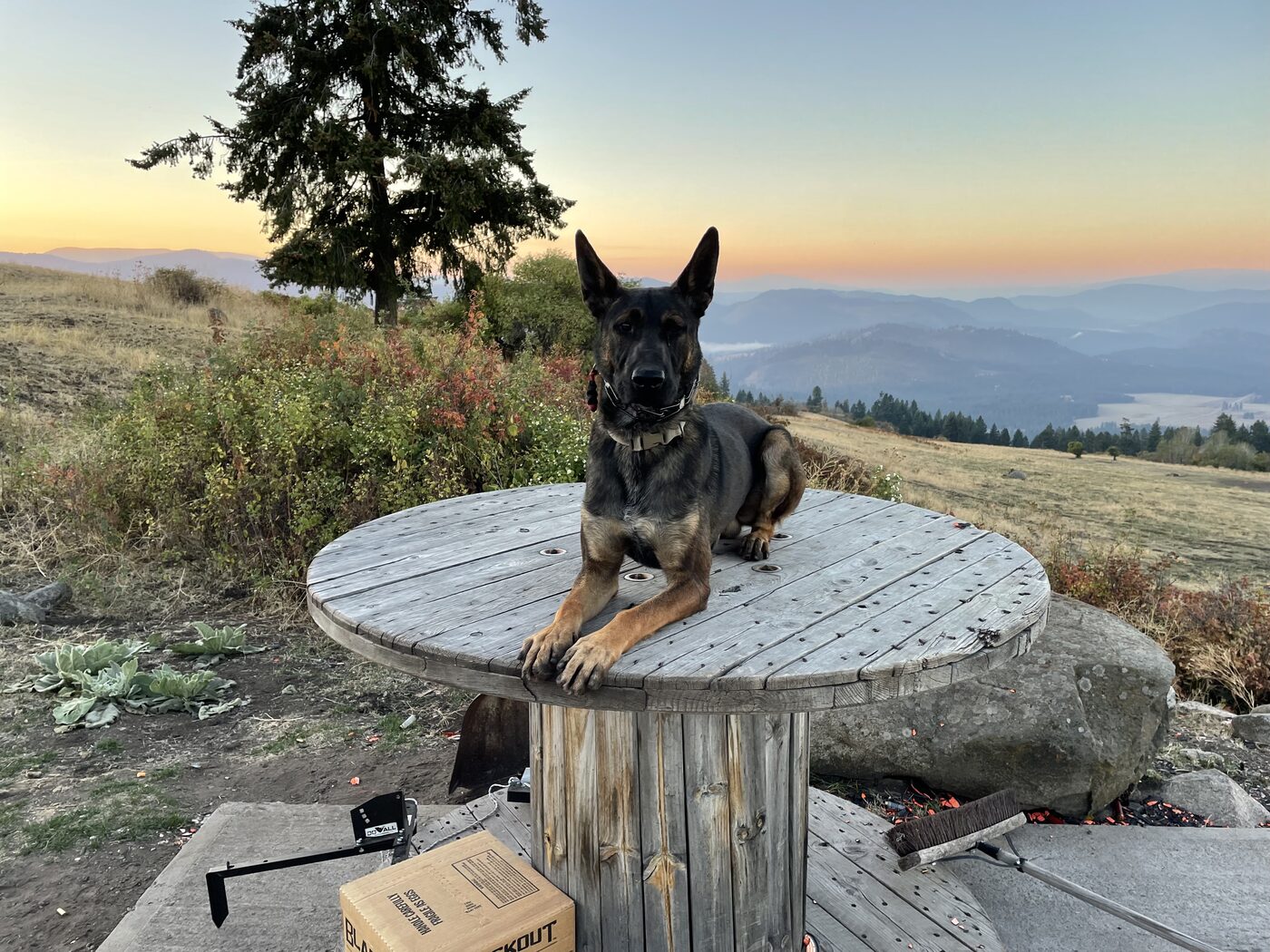 Belgian Malinois holding a place command on an elevated table at sunset