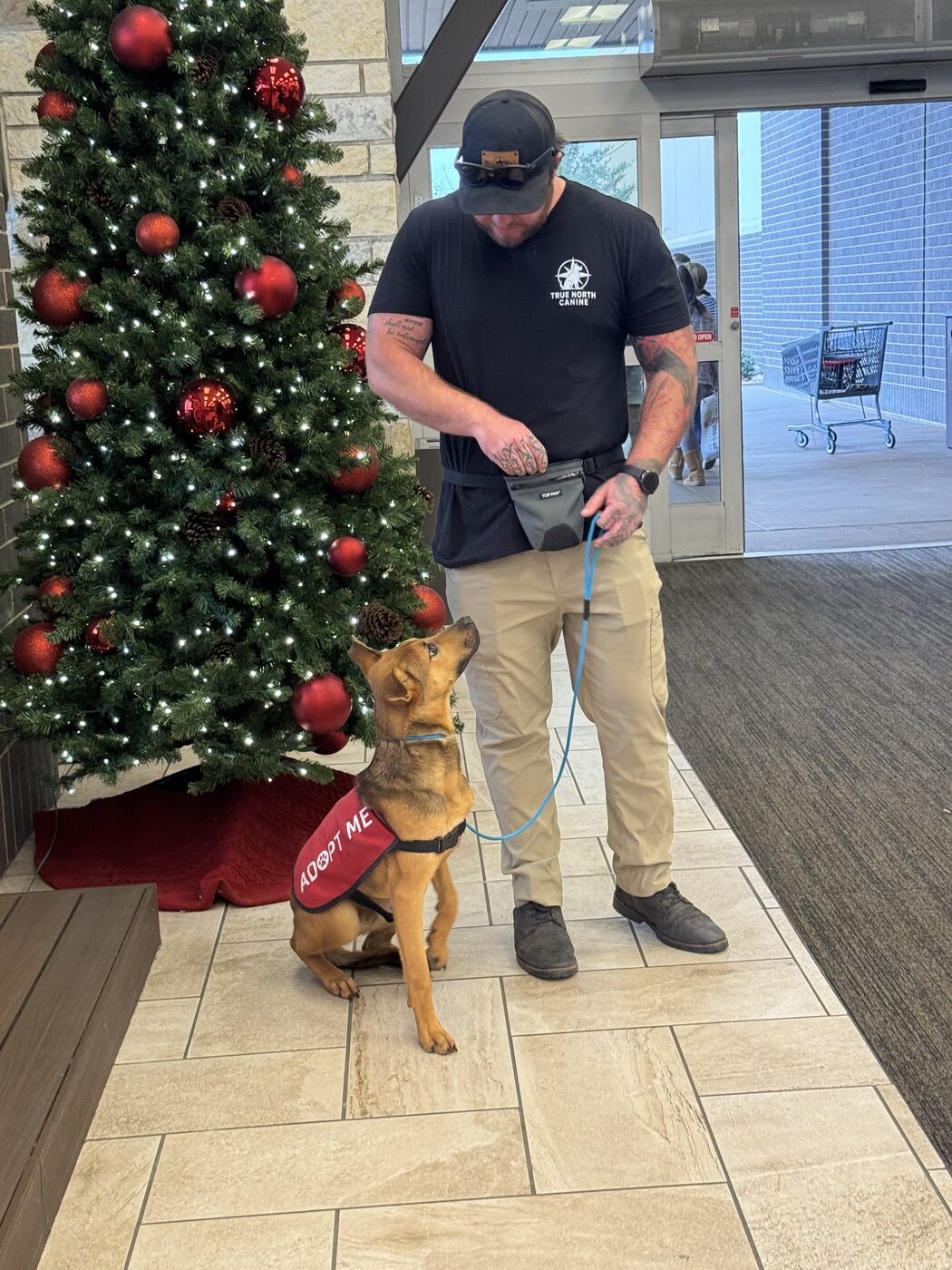 Belgian Malinois in a service vest working beside its handler indoors at the holidays