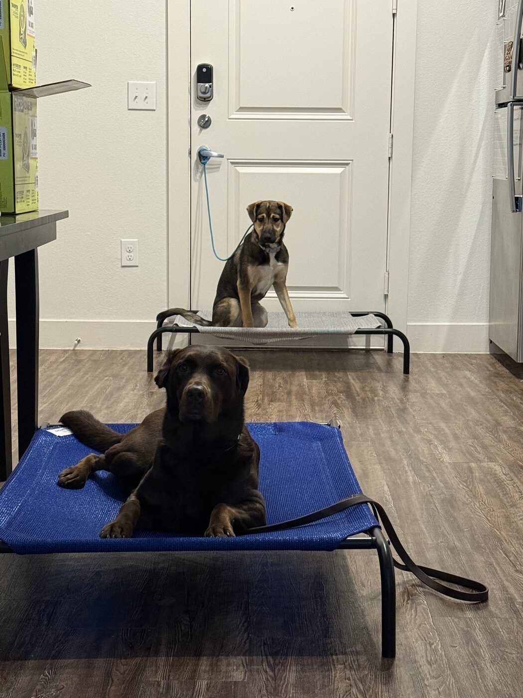 Brindle mastiff puppy learning place command on a raised cot indoors