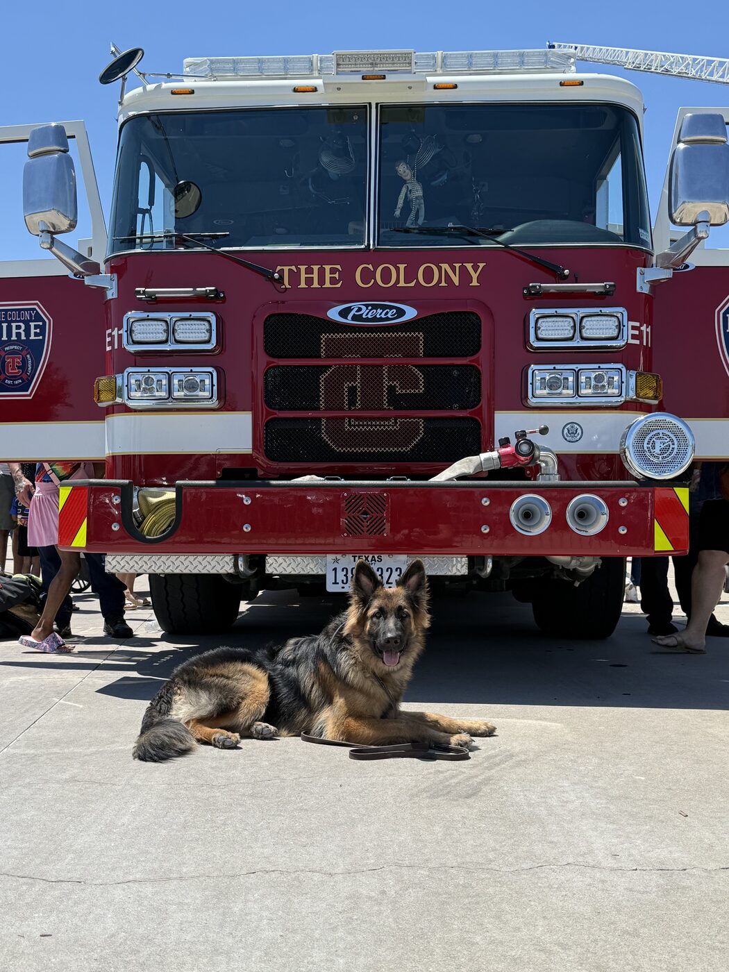German Shepherd holding a down-stay in front of a fire truck at a community event