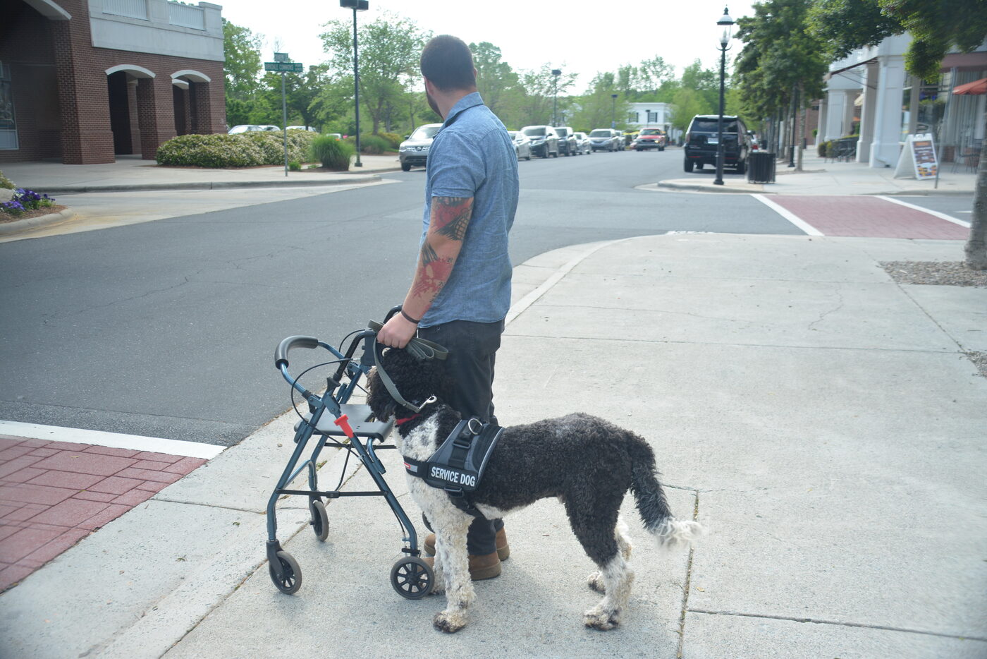 Service dog in training walking calmly beside a client using a mobility walker