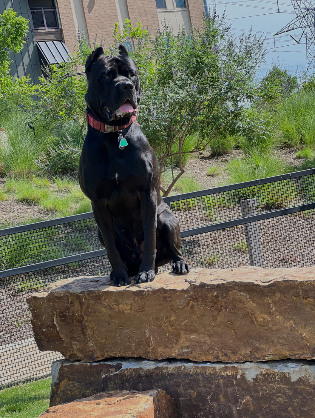 Black dog holding a confident sit on a large rock outdoors