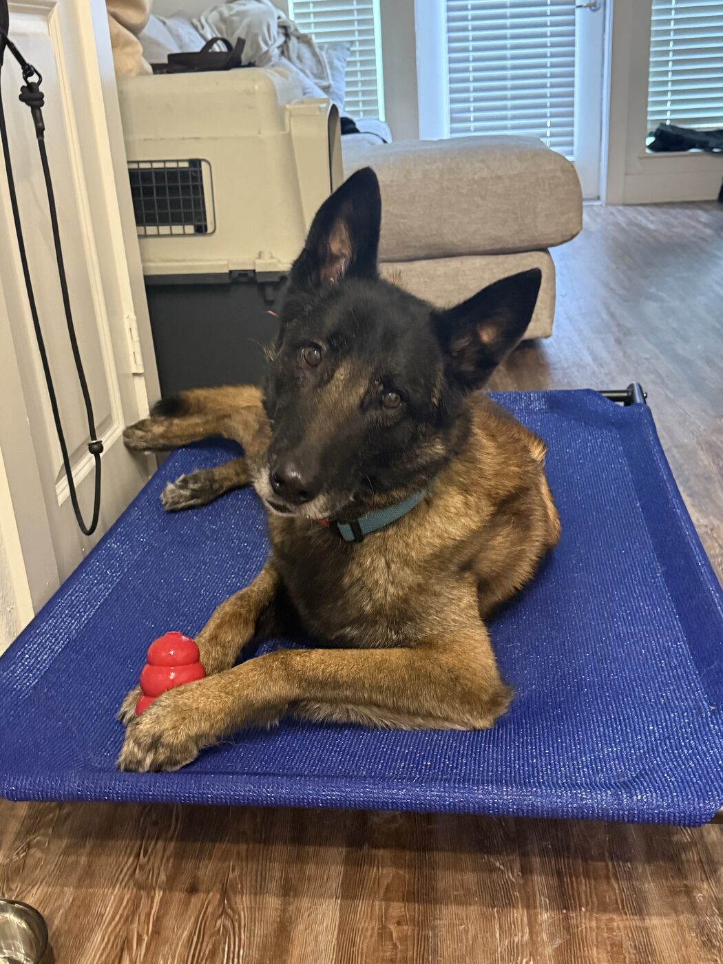 Belgian Malinois settled on a blue training cot with a chew reward