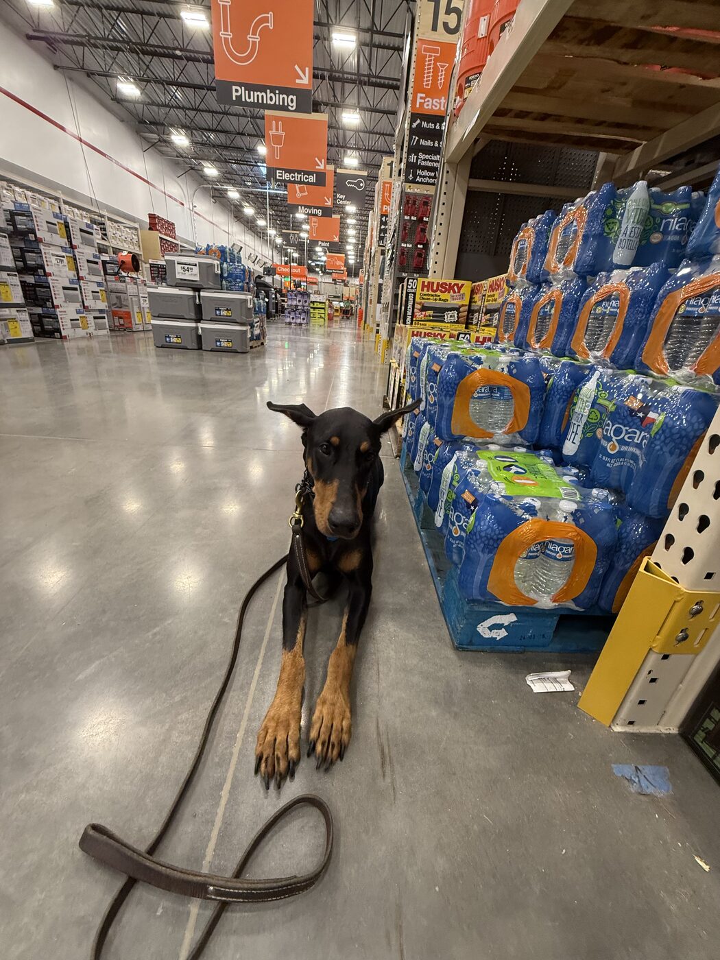 German Shepherd practicing calm obedience inside a busy pet supply store