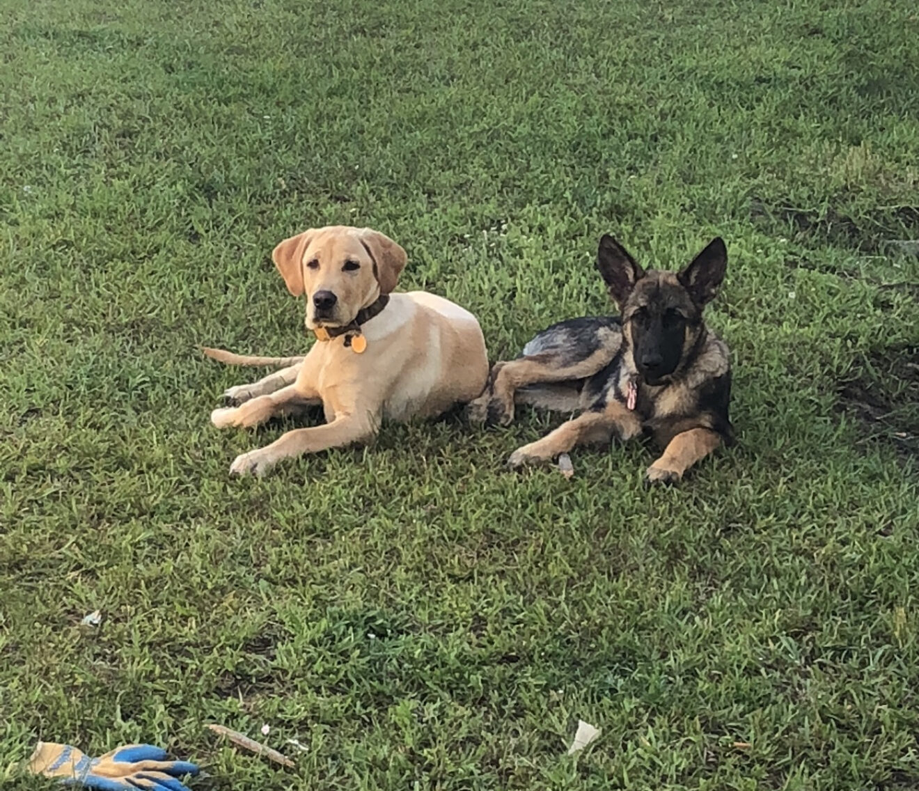 Yellow Labrador and Belgian Malinois holding a shared down-stay in the grass