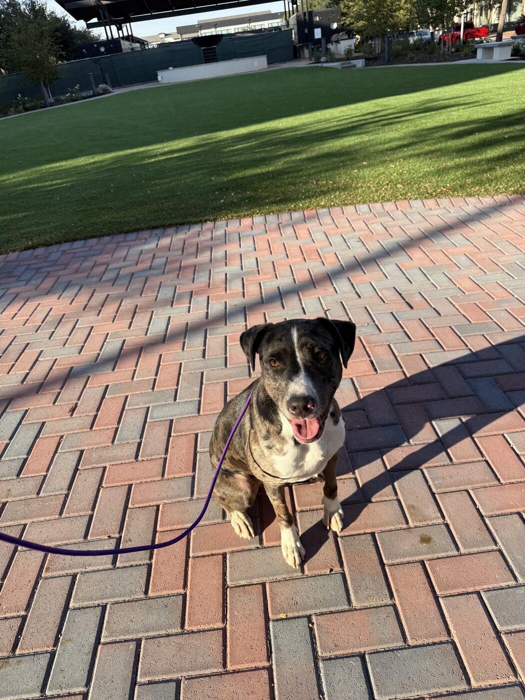 Dog walking in heel position on a brick walkway on leash