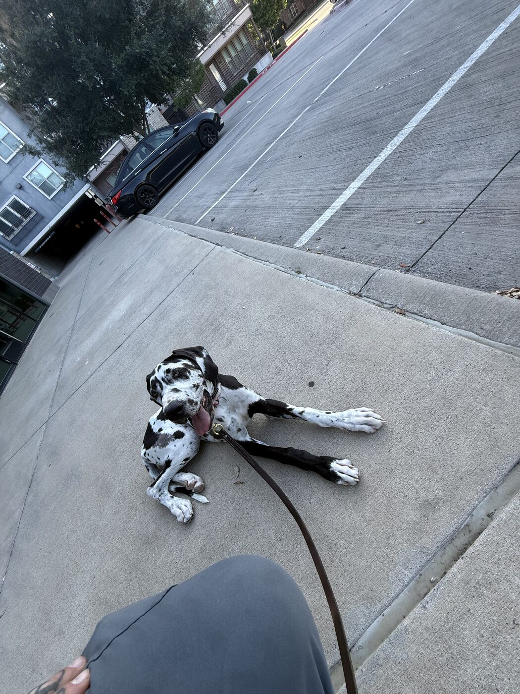 Spotted Great Dane holding a down-stay on a long line in a driveway