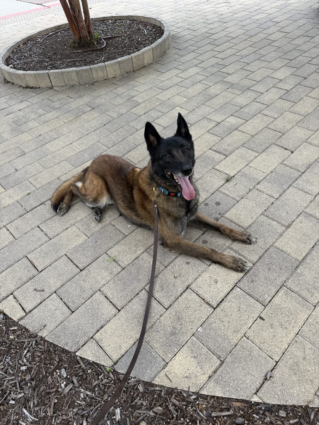 Belgian Malinois holding a down-stay on a paver patio while on leash