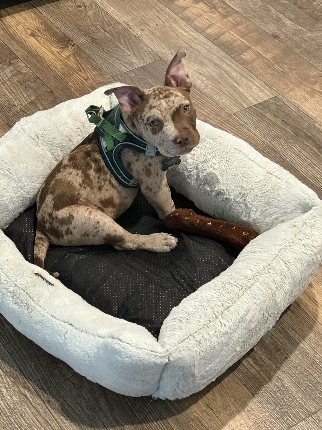 Merle puppy settled calmly in its bed after a training session