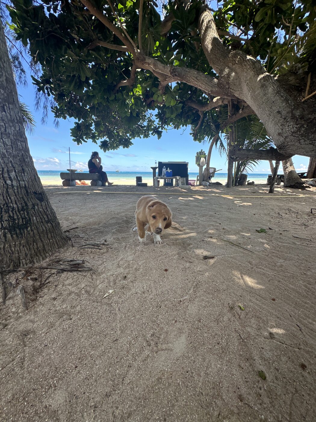 Small dog working recall on a shaded beach path