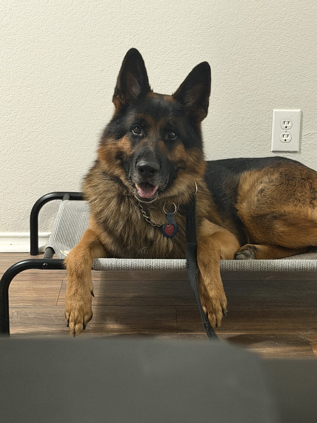 Long haired German Shepherd relaxing on a raised training cot indoors