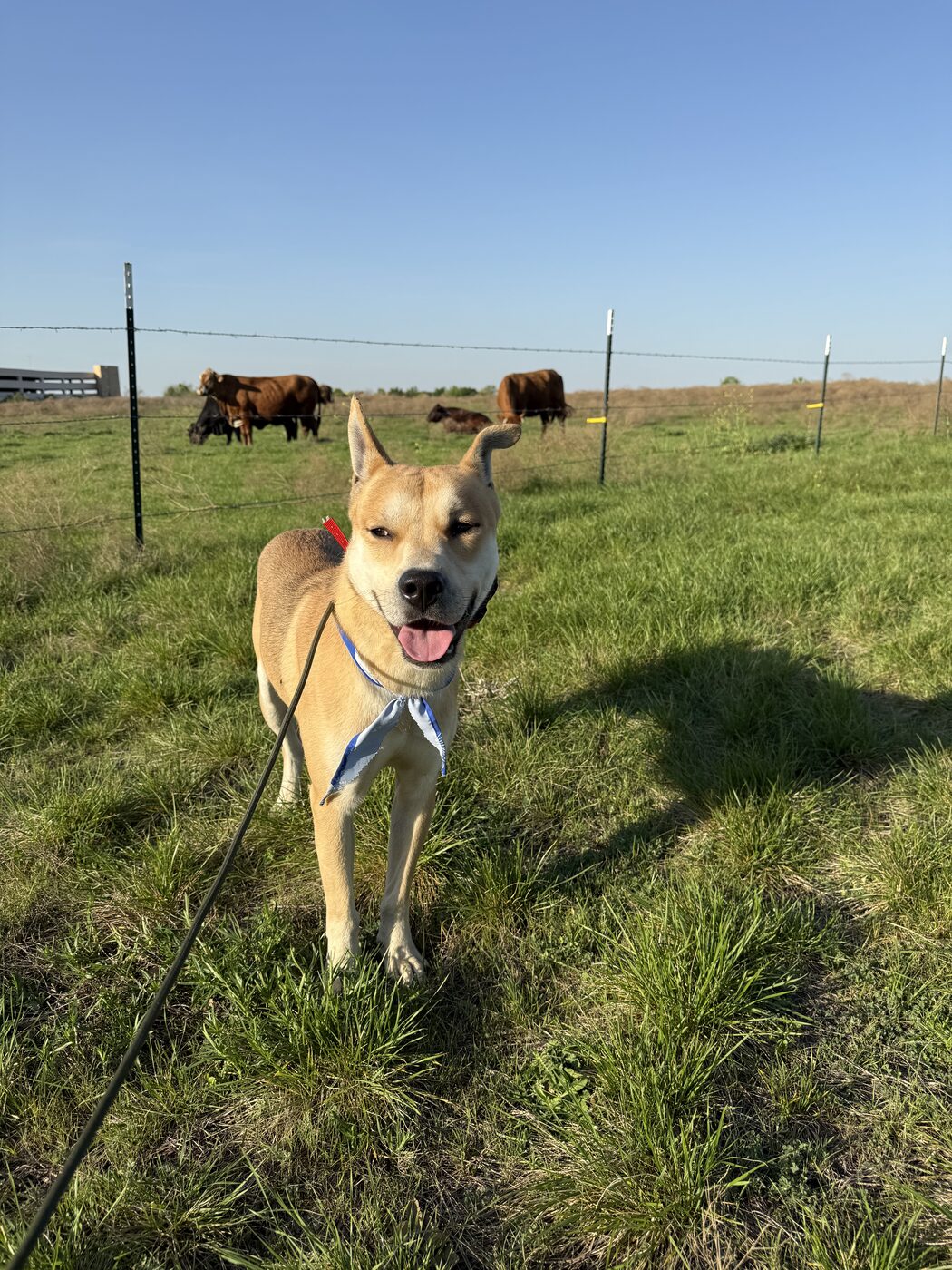 Tan dog holding a loose leash walk in an open North Texas pasture with cattle behind