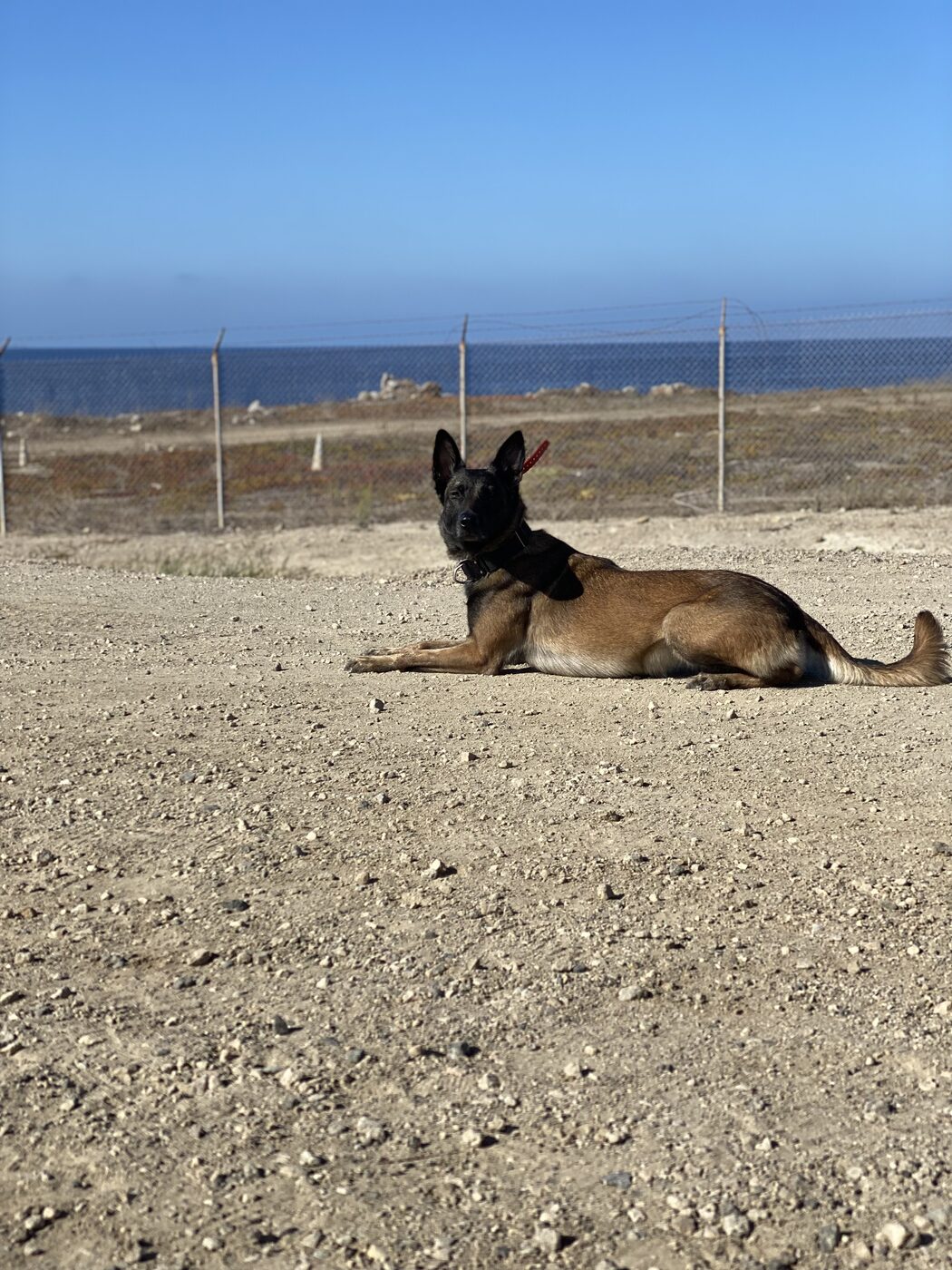 Belgian Malinois holding a down-stay on gravel beside a coastal fence line